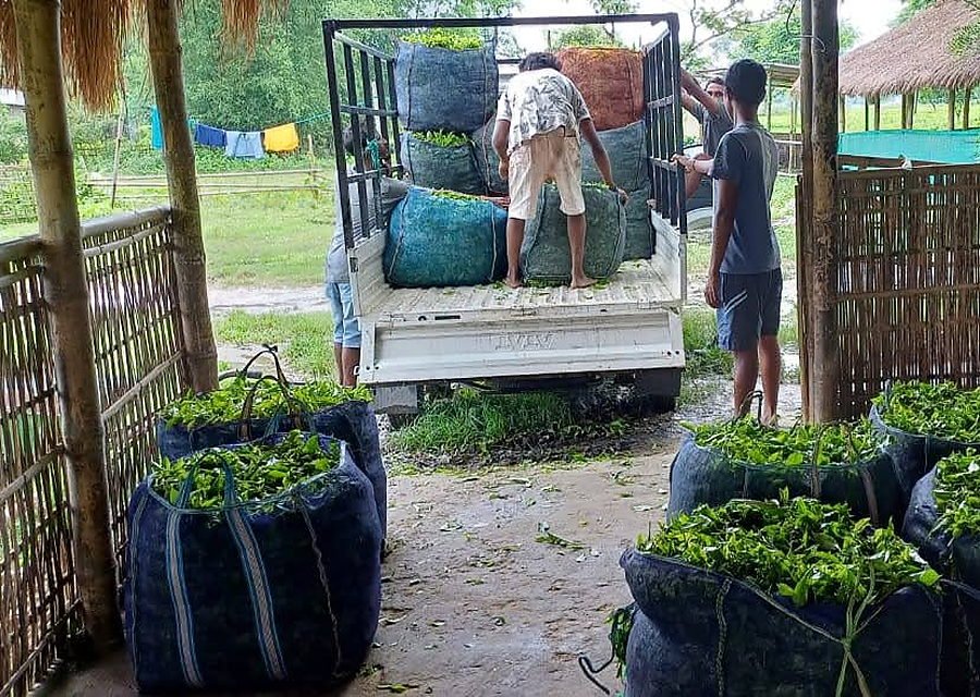Sacks of fresh green leaf loaded for processing