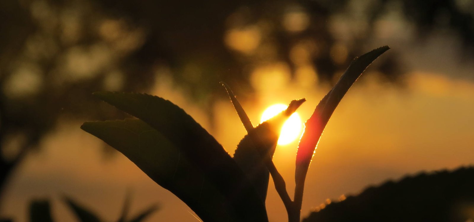 Sun low over the Hatipoti tea garden