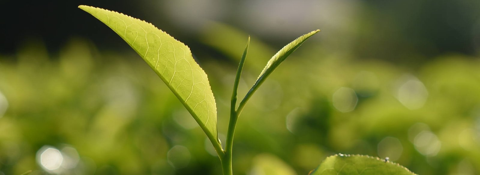 Two leaves and a bud in the morning light