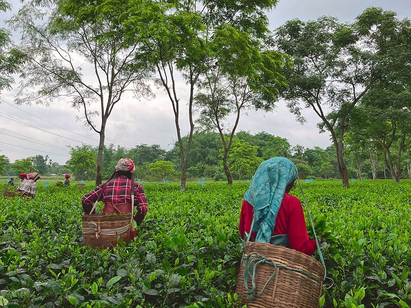Shade trees over the tea rows at Biswanath Chariali