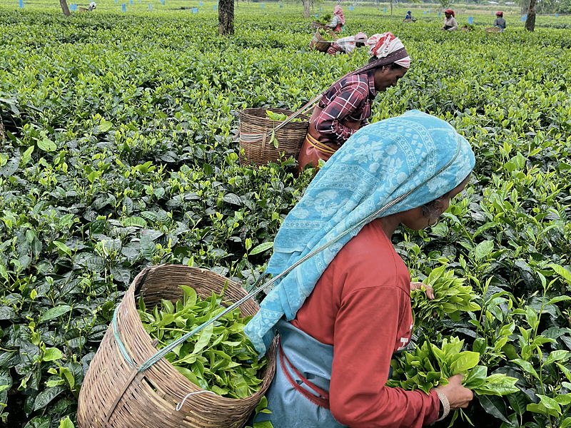 Green leaf going into the basket